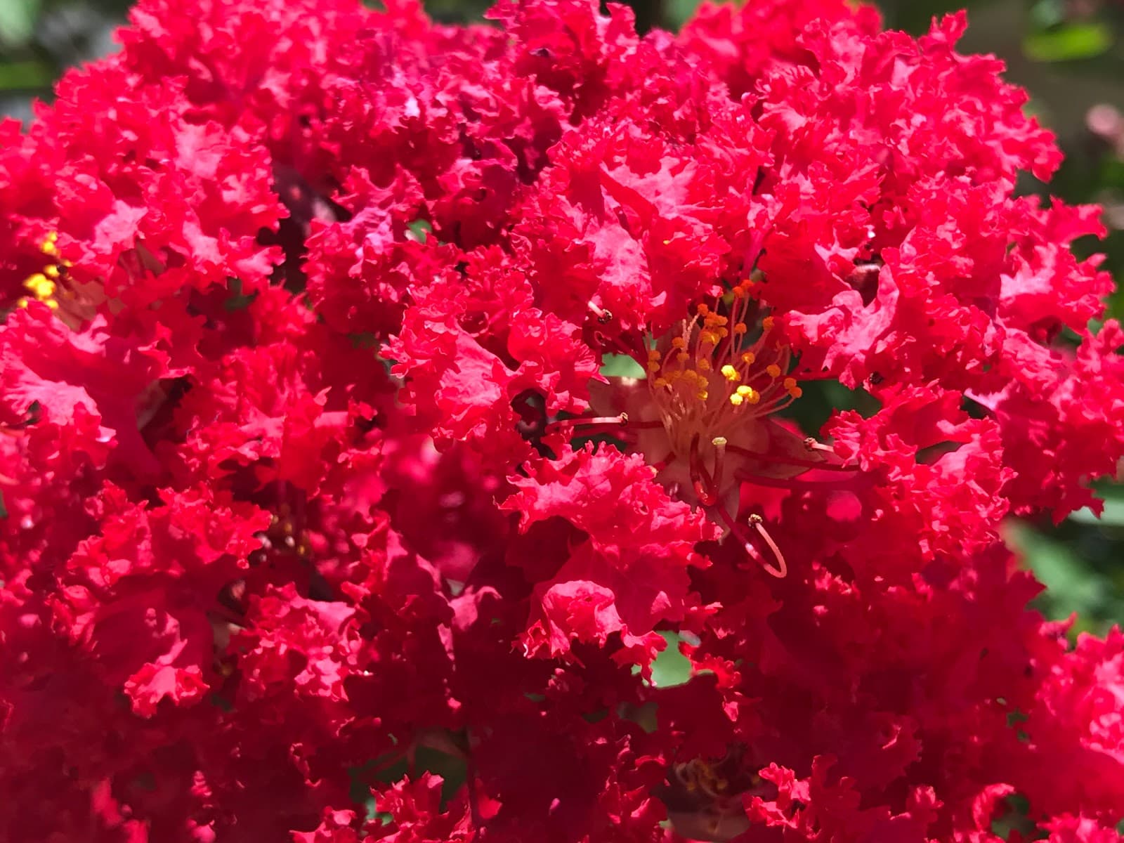 Texas Grown Tree Farm LLC