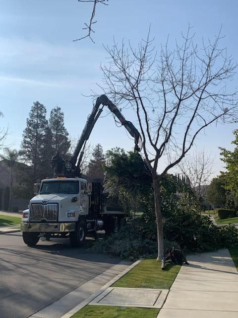 Innovative Tree Service