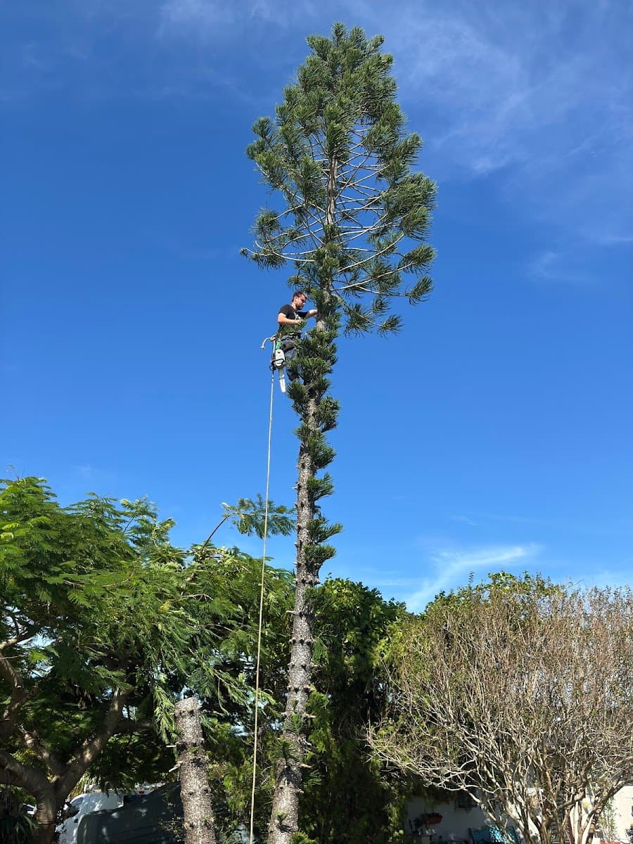 Loggerhead Palm & Tree Service