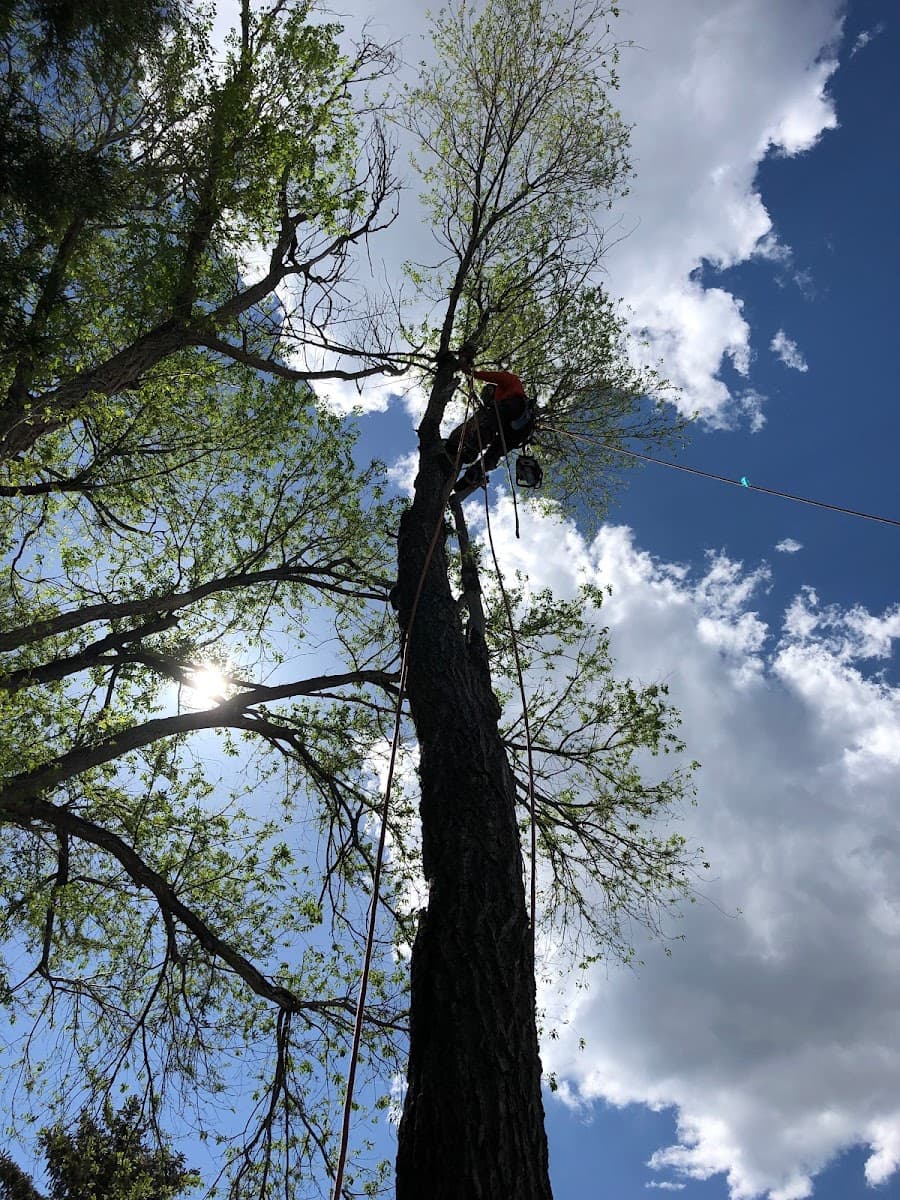 Western Cut Tree Care