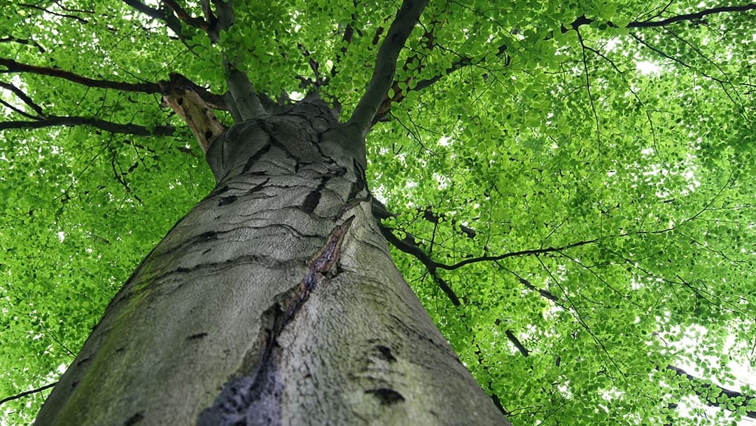 Breeden Tree Service