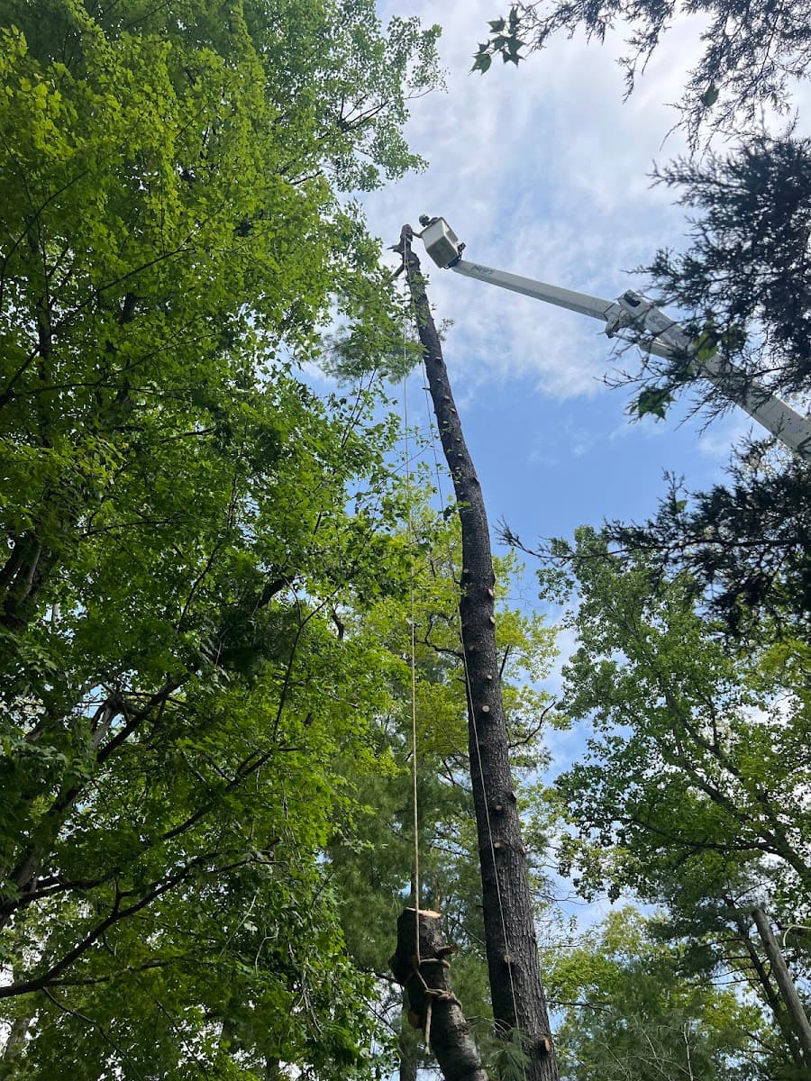 David's Tree Services