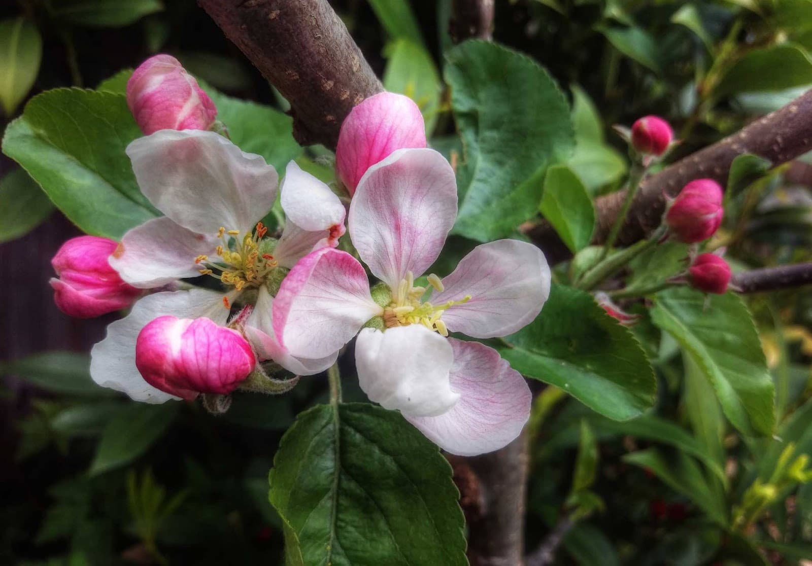 ArborTech "Tree Removal Experts"
