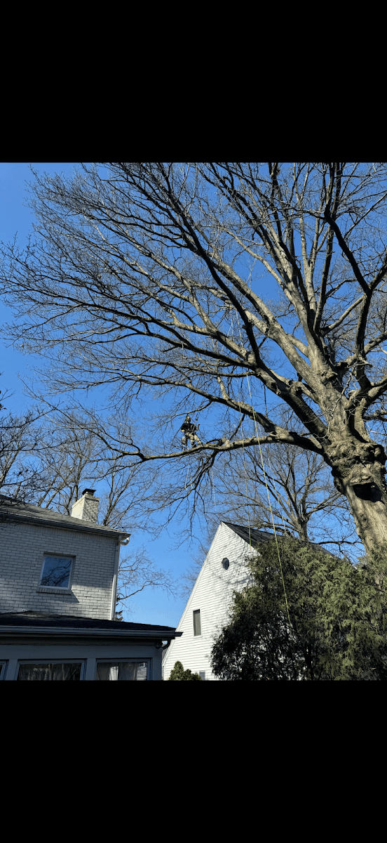 Climbing-Spur Tree Service