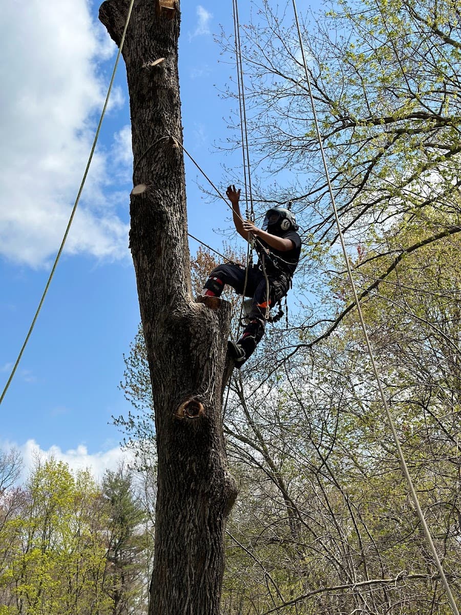 J’s Crew Tree Services