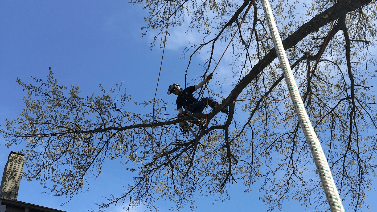 Northern Arborist LLC