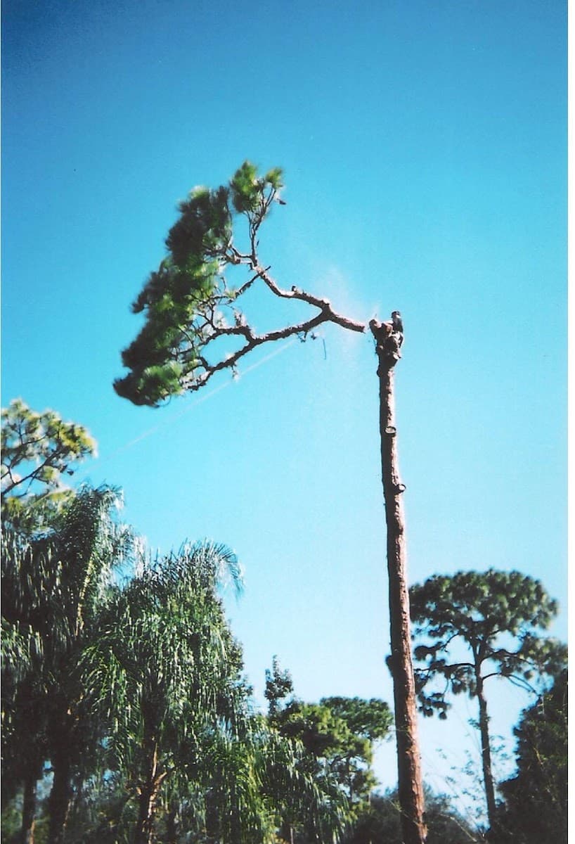 Grizzlywood Tree Service