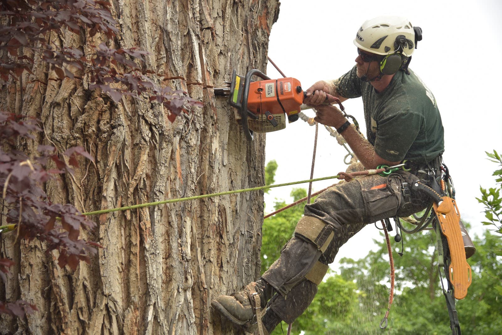Arbor Plus – Tree Service in Salt Lake City