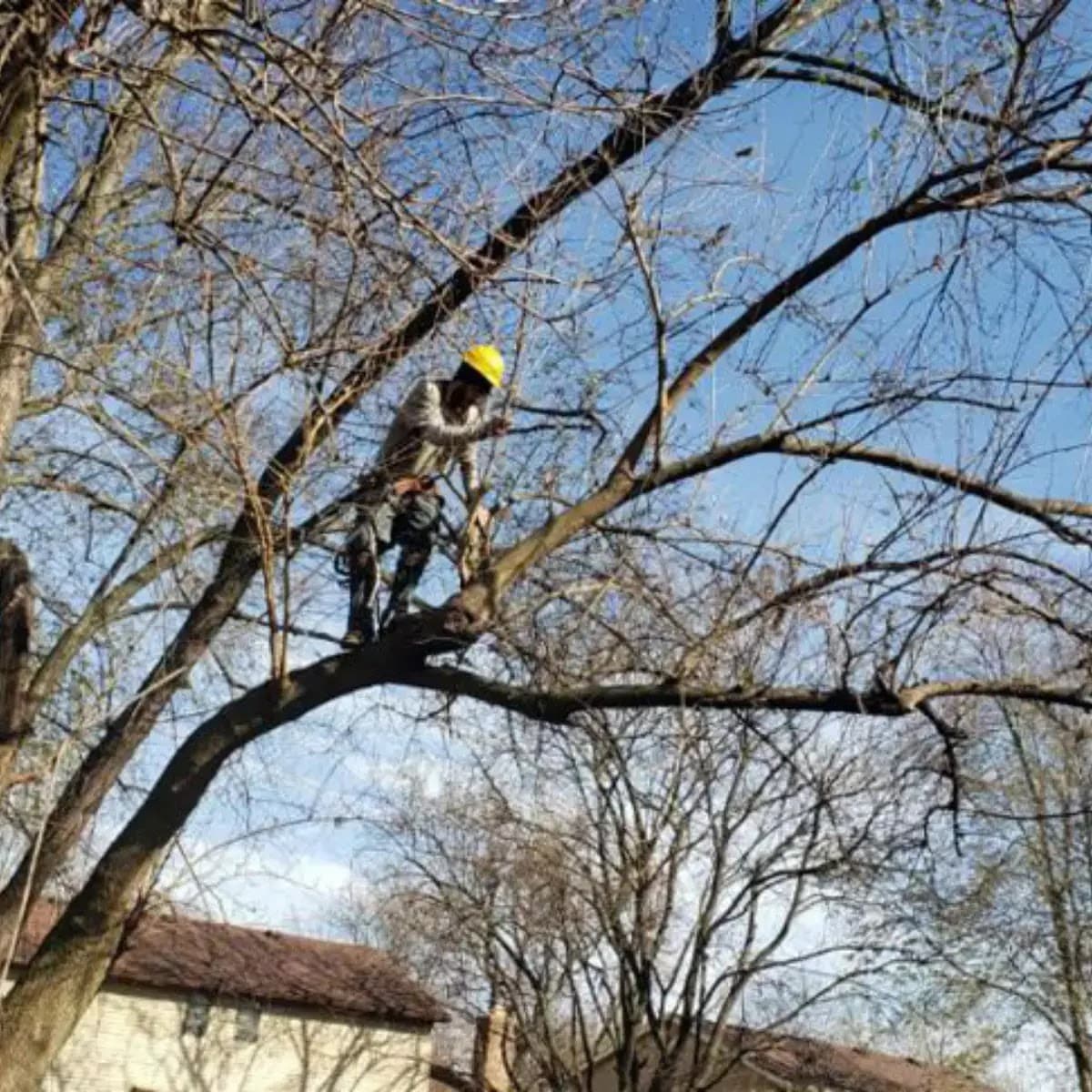 Wright Way Tree Care