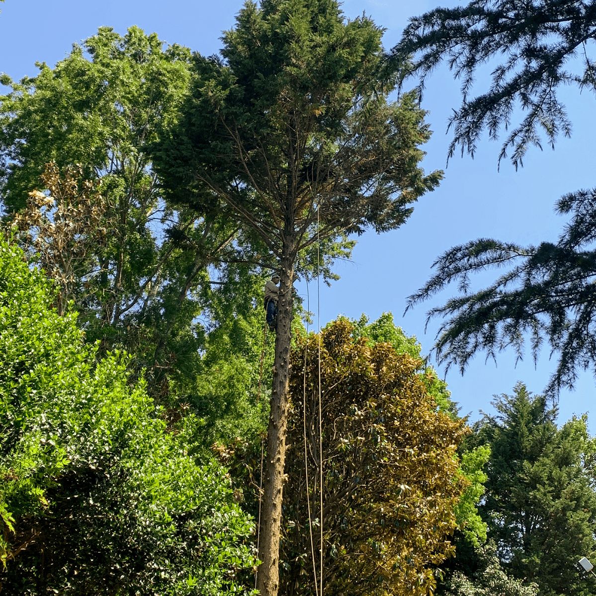 A BETTER TREE SERVICE LLC