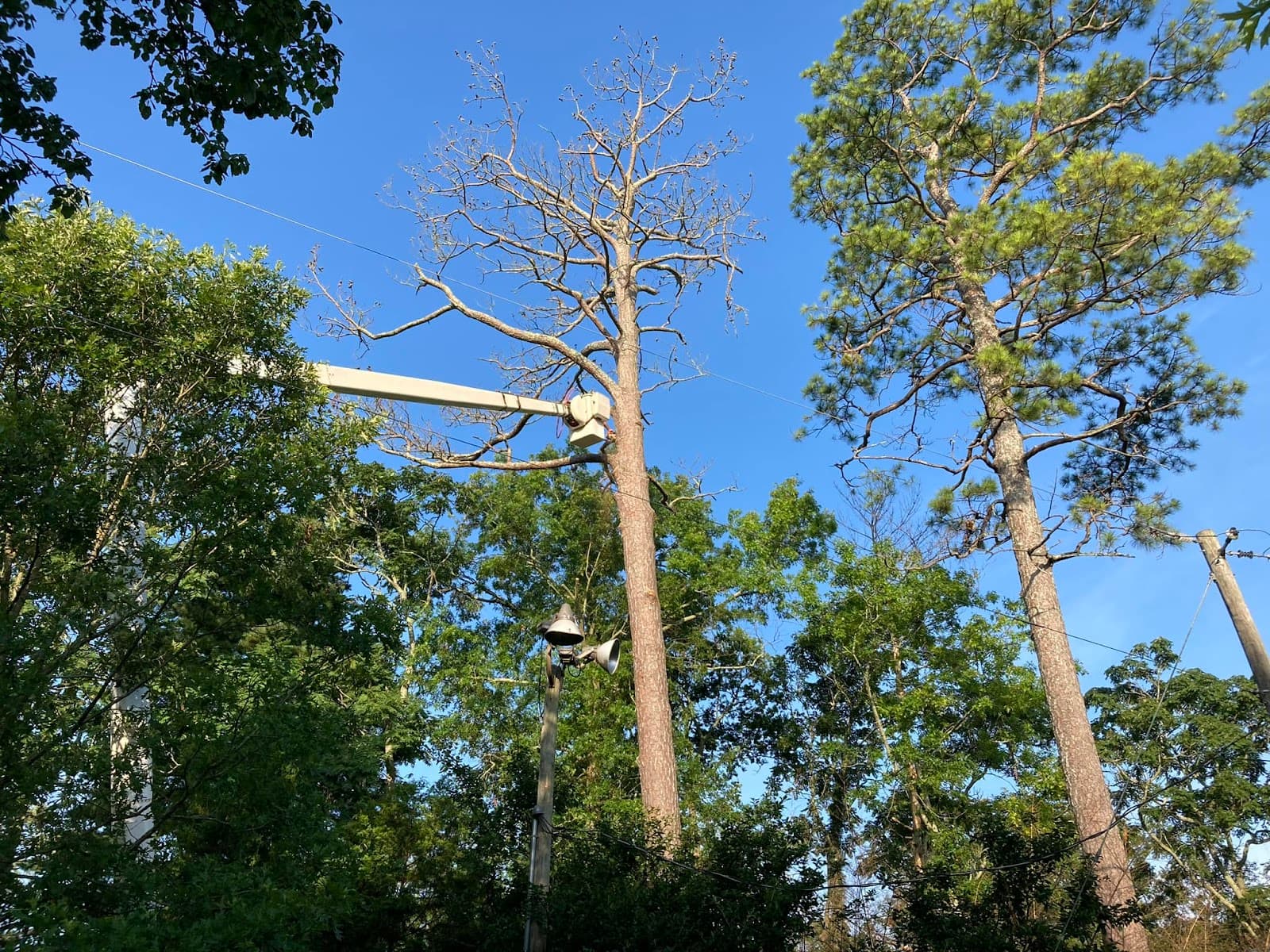 Mountaineer Tree Service