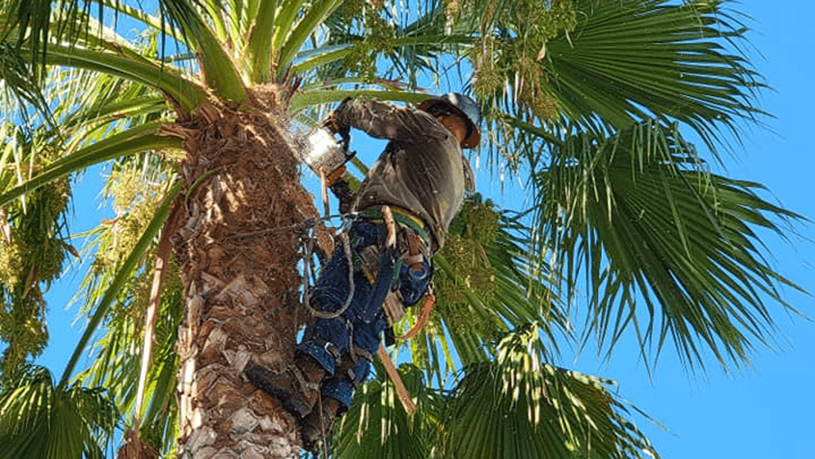 LJR Tree Services Inc