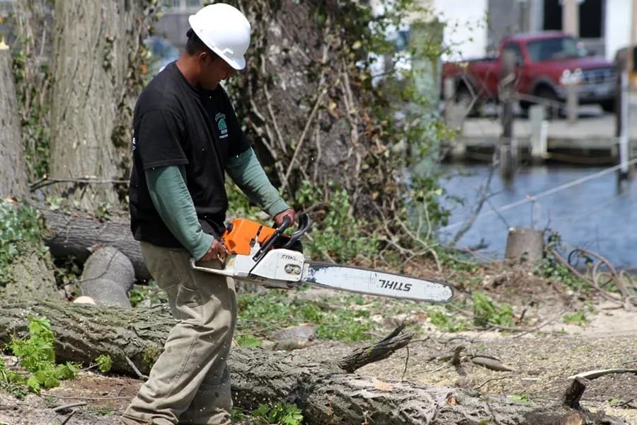 Tree Trimming & Pruning Nassau County