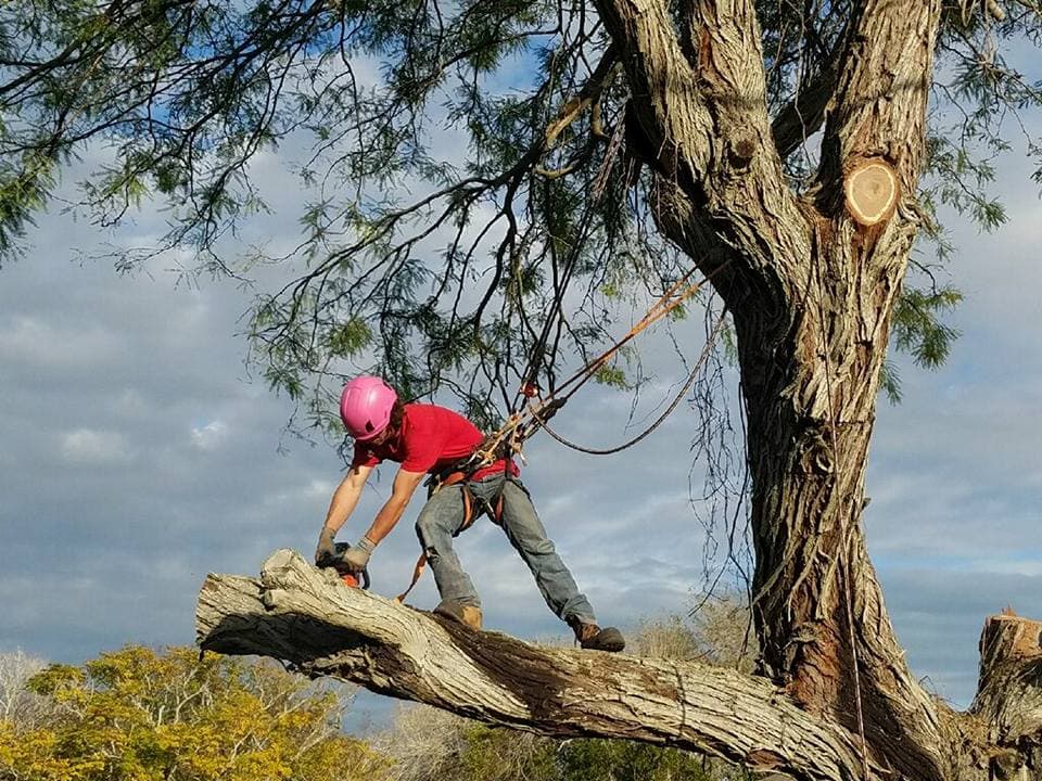 Dynamic Tree Care, LLC