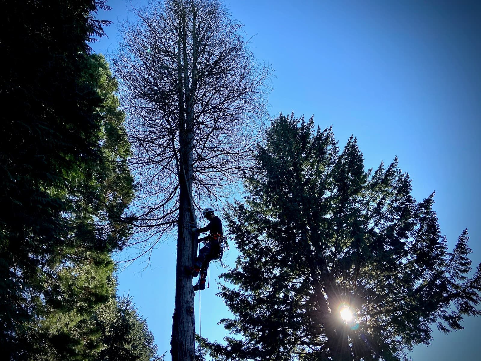 Confluence Tree Care