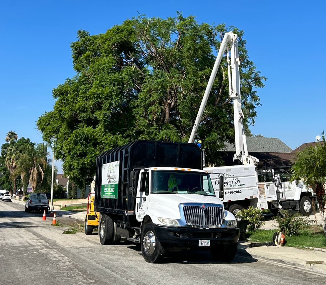 Ortega's Jr Tree Care LLC