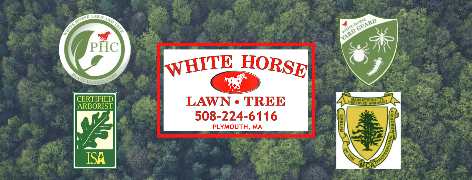 White Horse Lawn and Tree