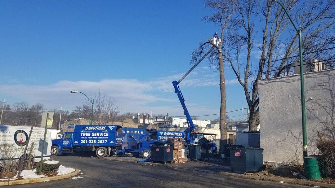 O'Brother Tree Service LLC