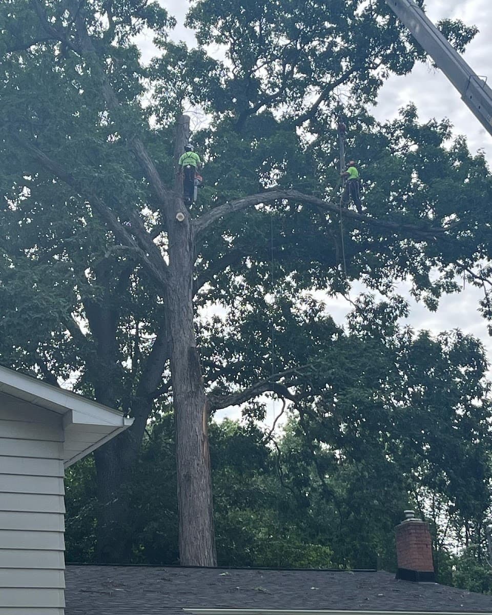 Ripley Tree Service LLC