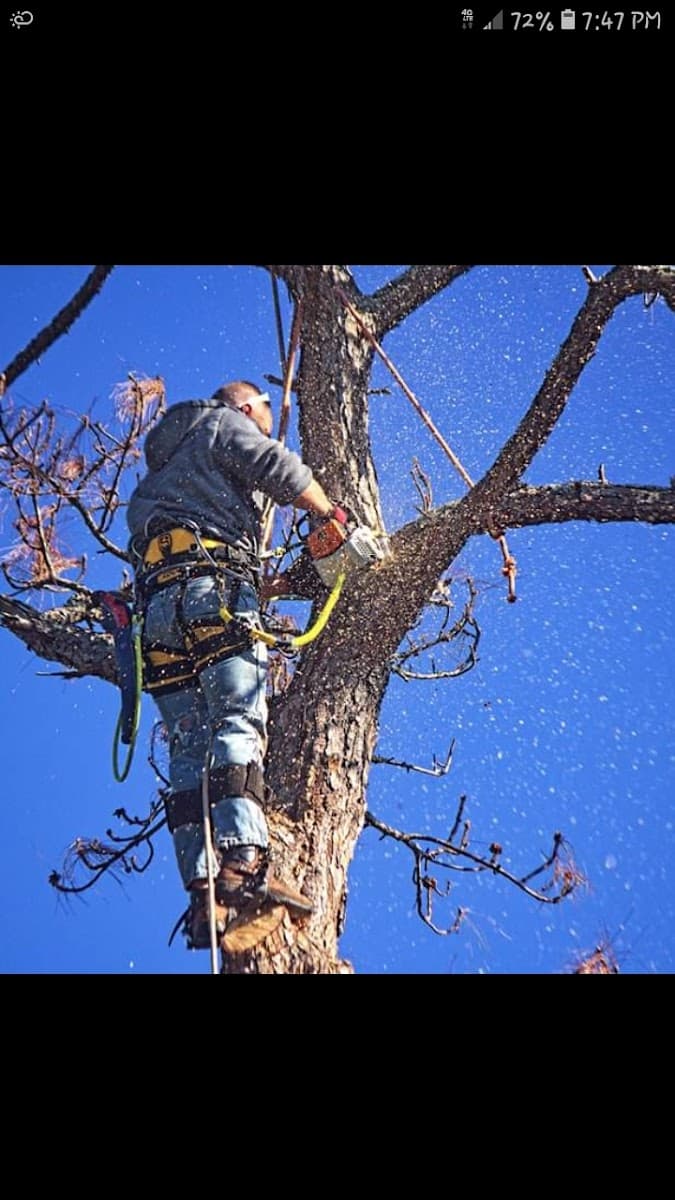 Watson's Tree Service LLC