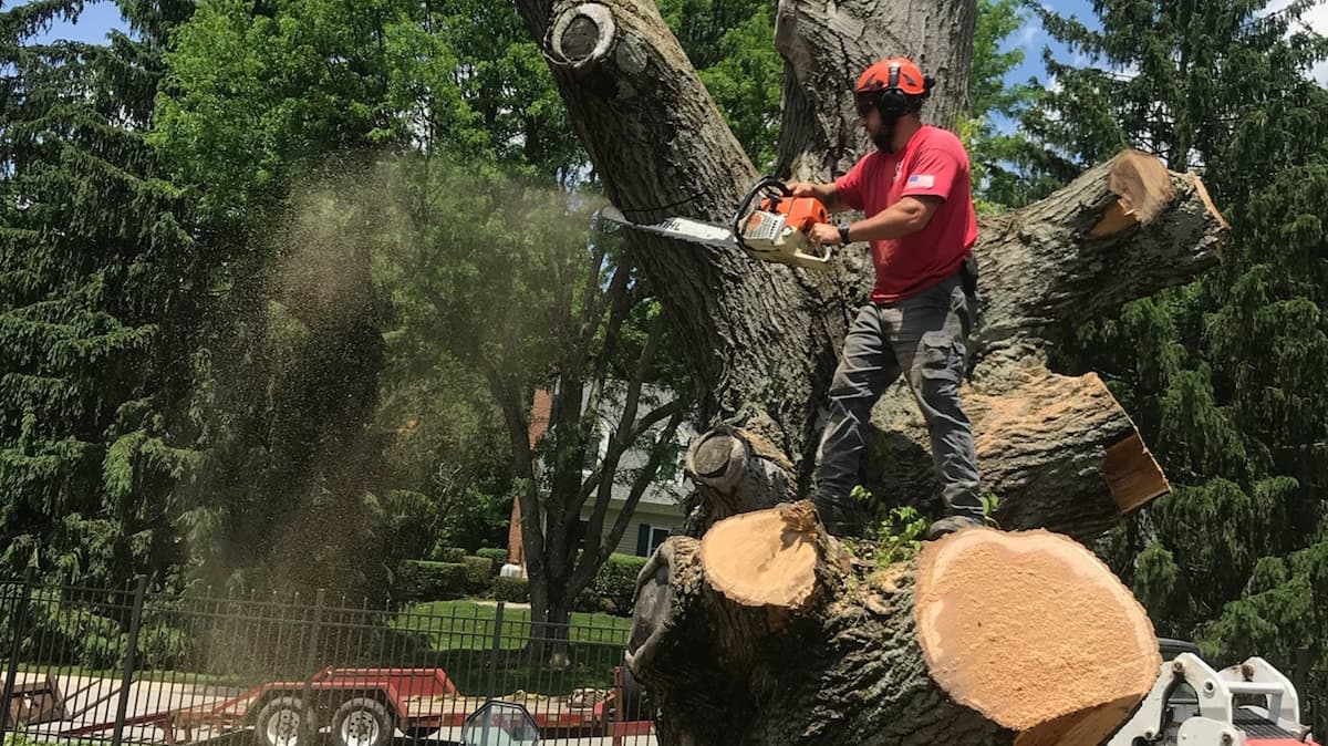 Martin's Tree Service LLC