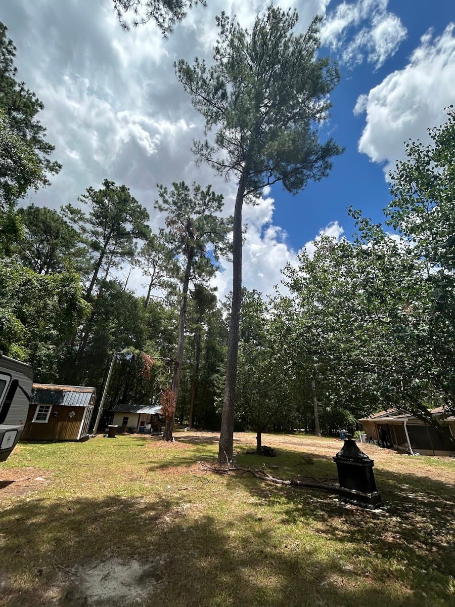 Hangin Limbs Tree Removal