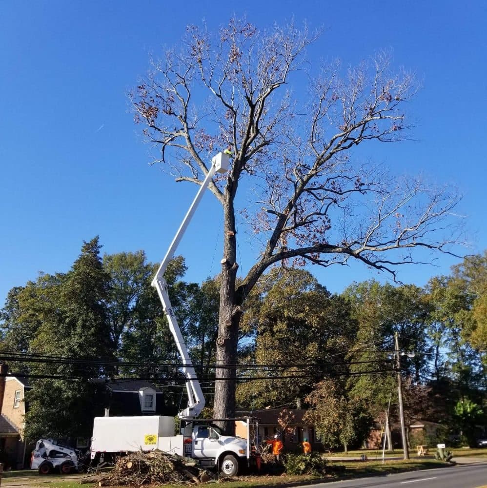 Simpson's Tree Service