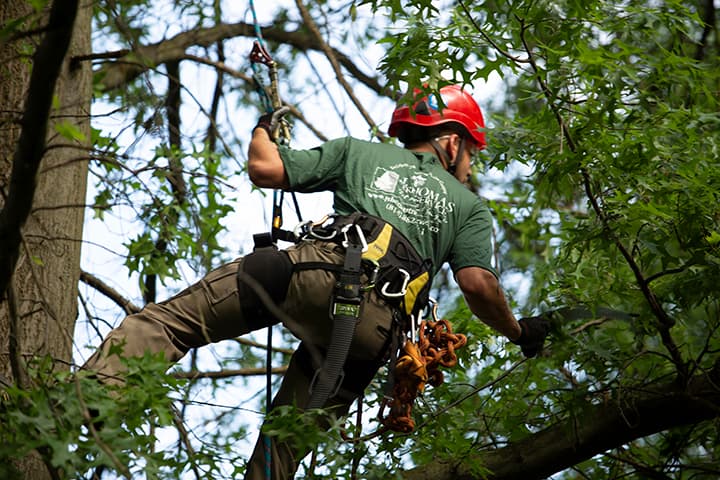 J Thomas Tree Service
