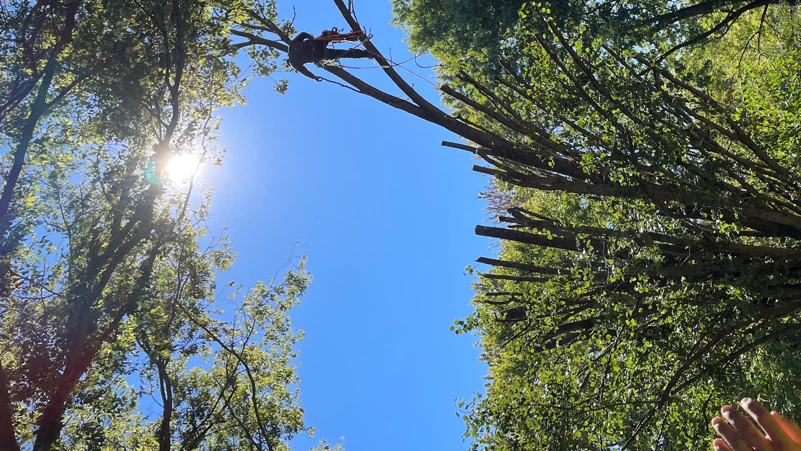 Tennessee Roots Tree Services