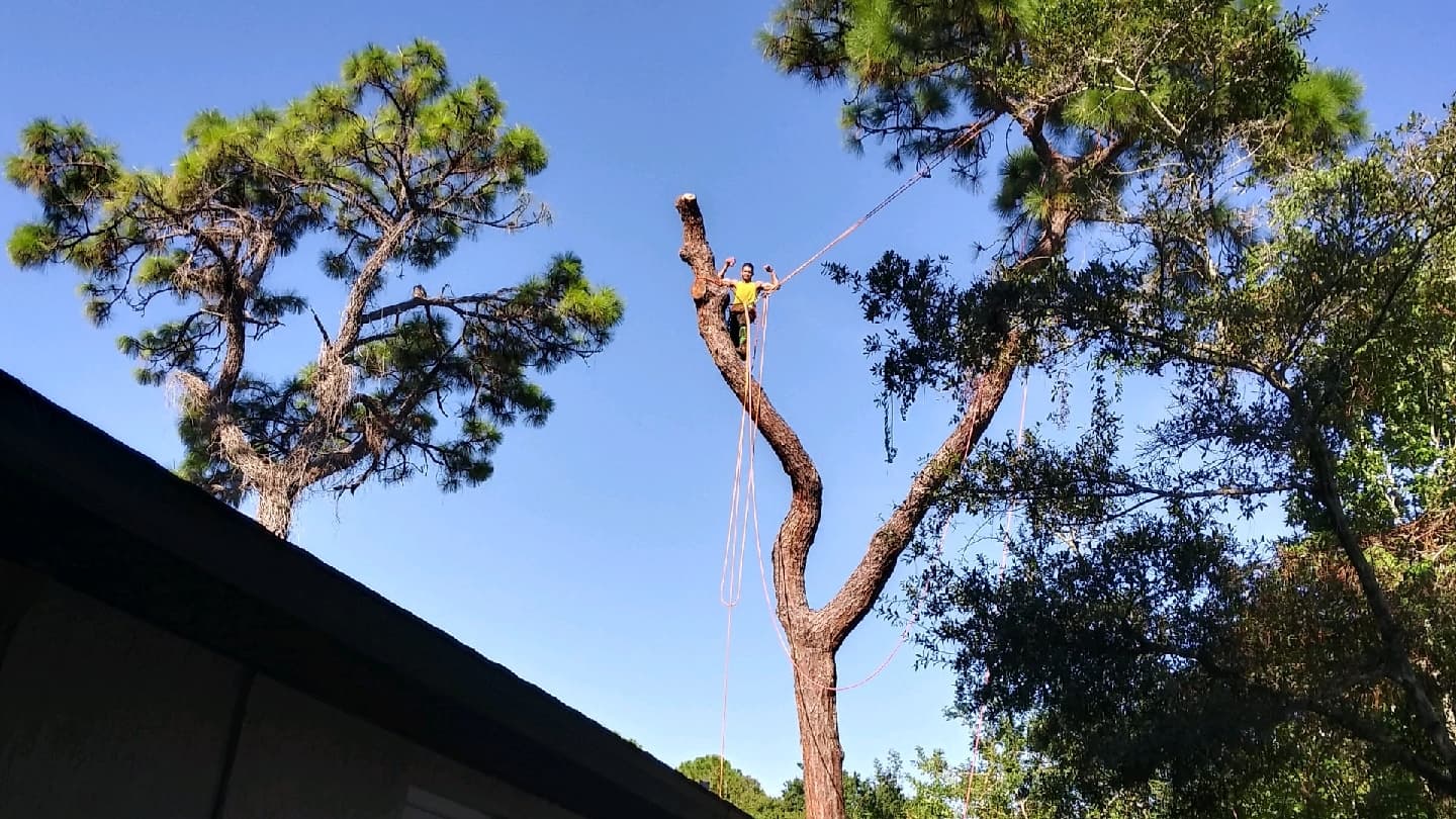 ALL ABOUT TREE CARE SVC LLC