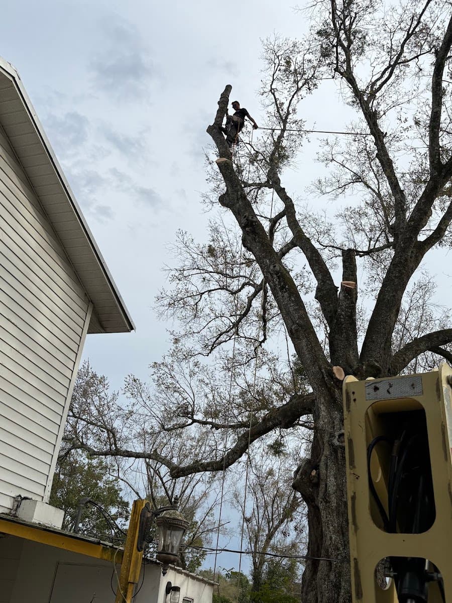 Tree pros+ odds&ends