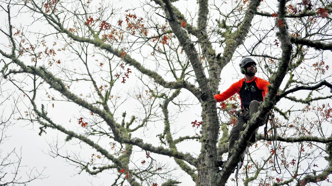 Cape Cod Tree Care