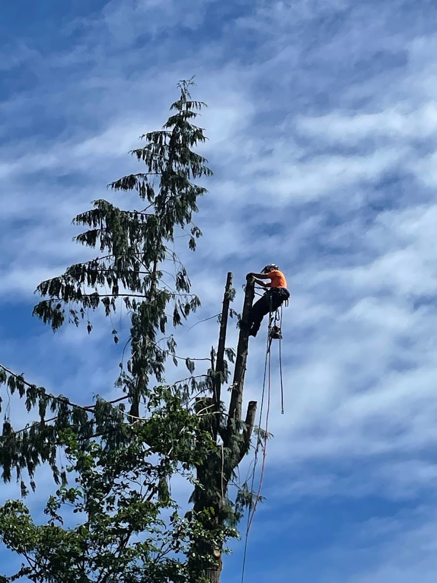 White River Tree Service