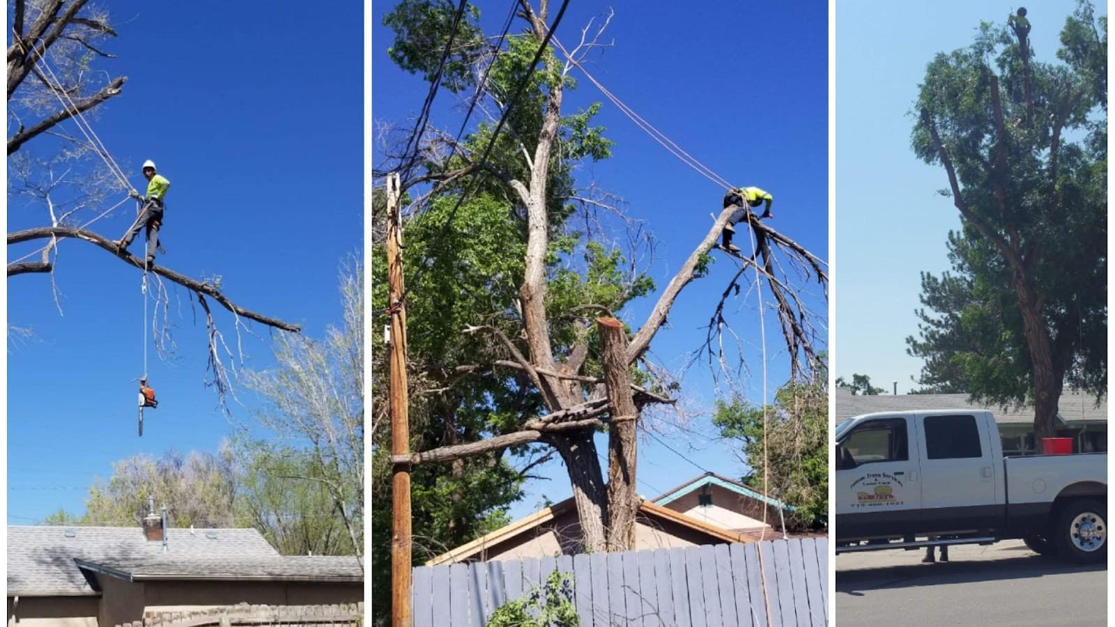 Tomas Trees Services In Alamosa Colorado