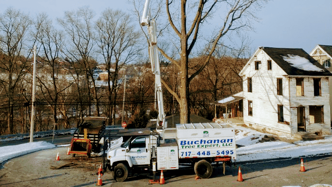 Buchanan Tree Expert LLC