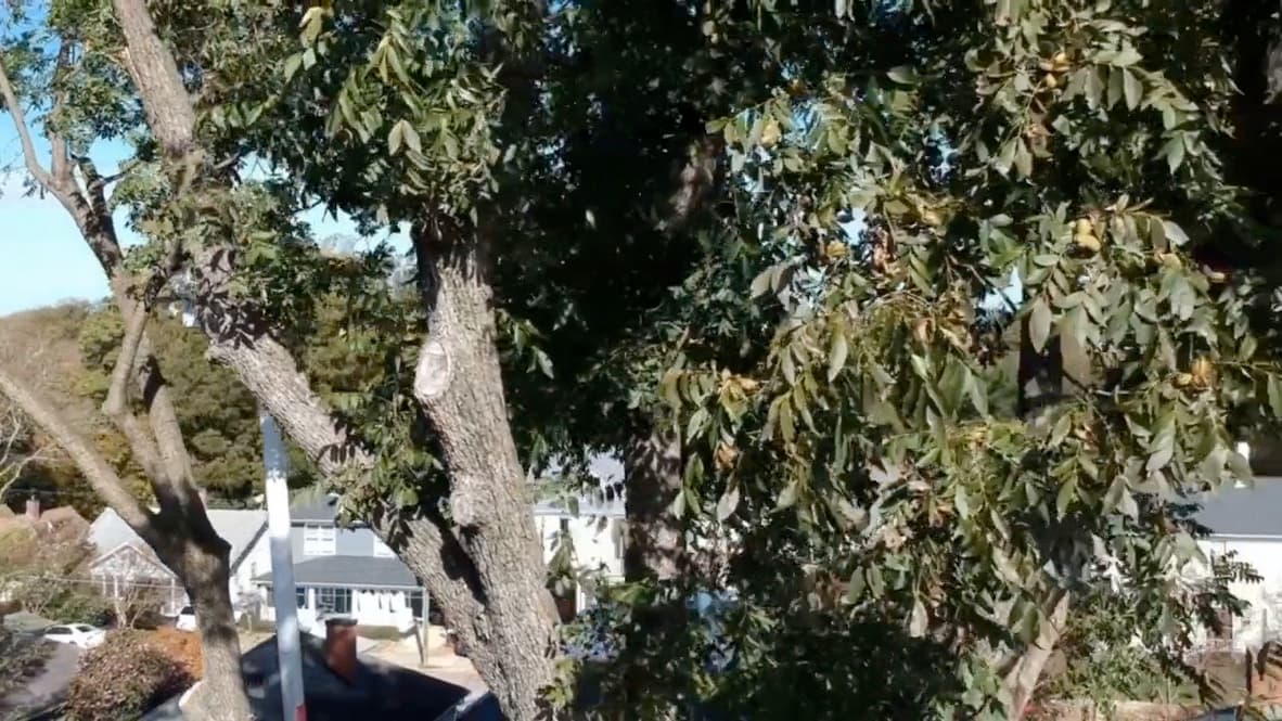 Little Squirrels Inc