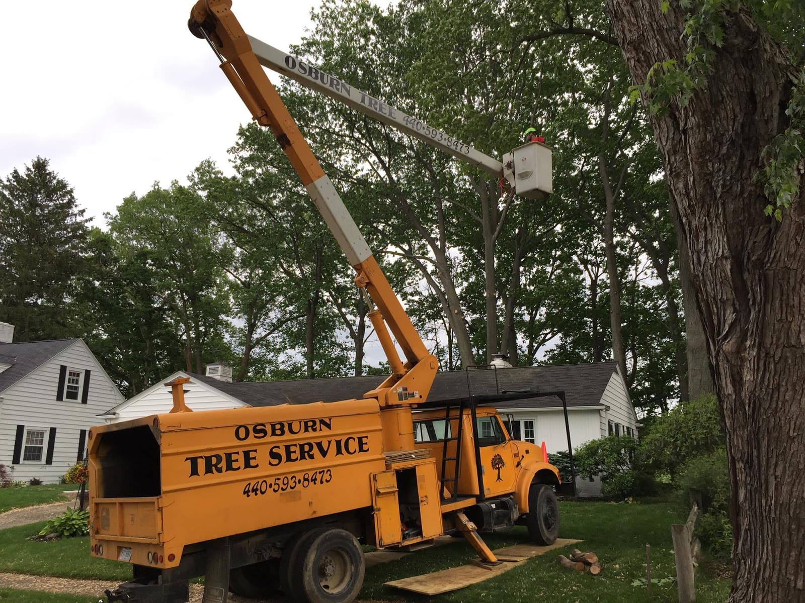 Roesch Tree Service
