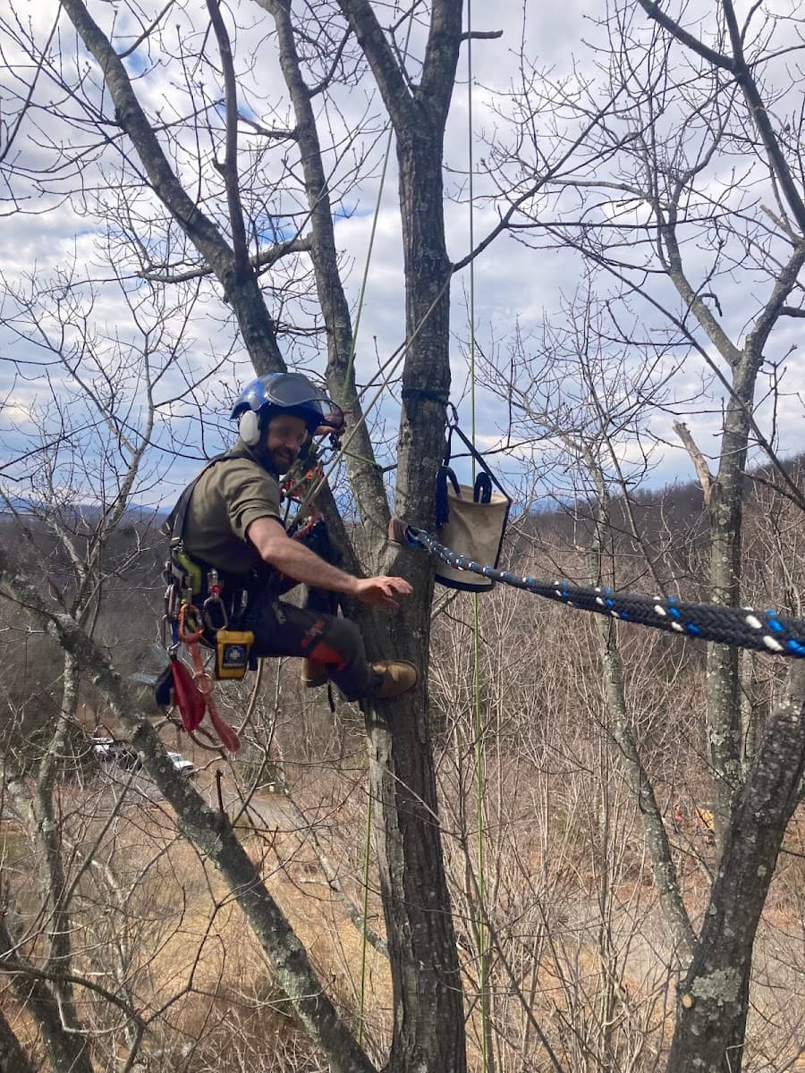 Culpeper Tree Service