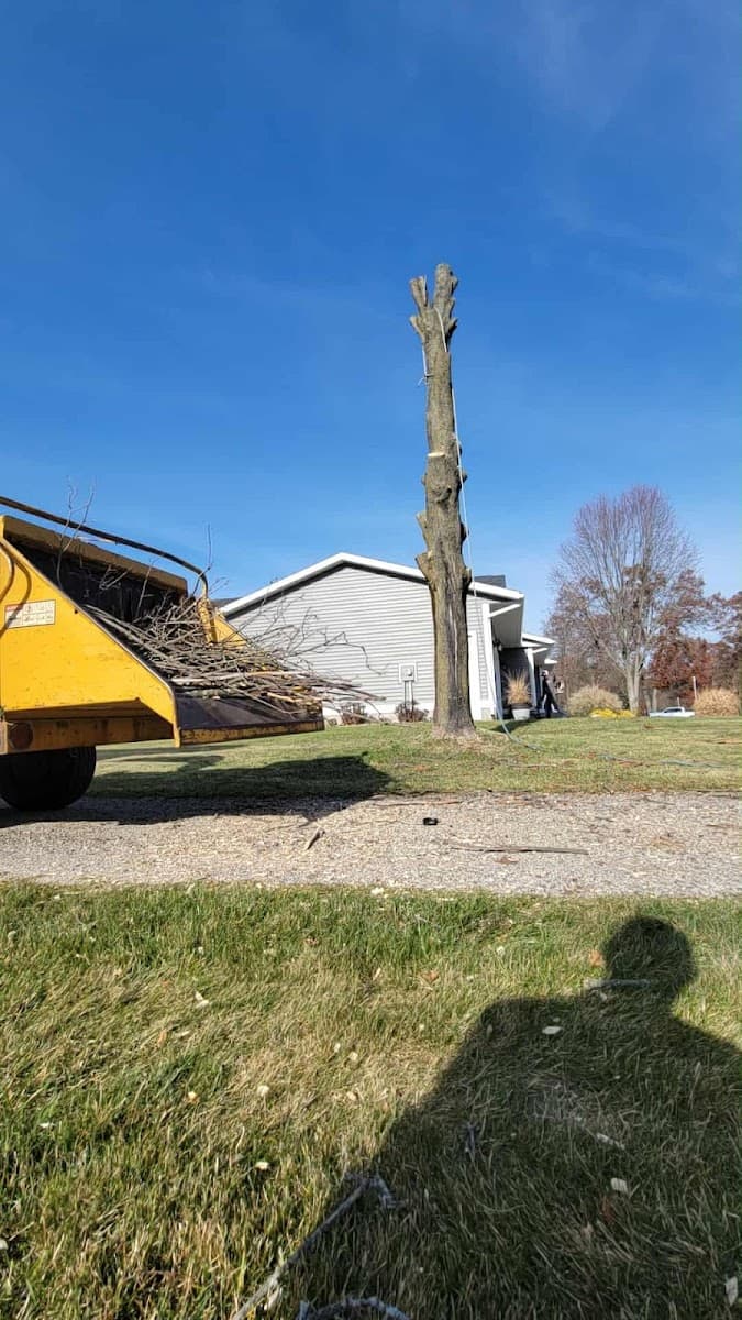 Stump Daddy Stump & Tree Removal