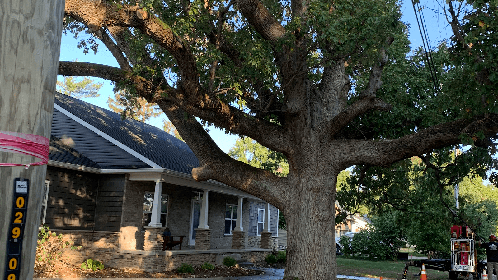 Arbor Care Tree & Landscaping
