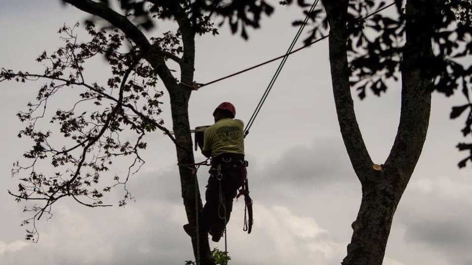 Petree Arbor Lawn & Landscape, INC