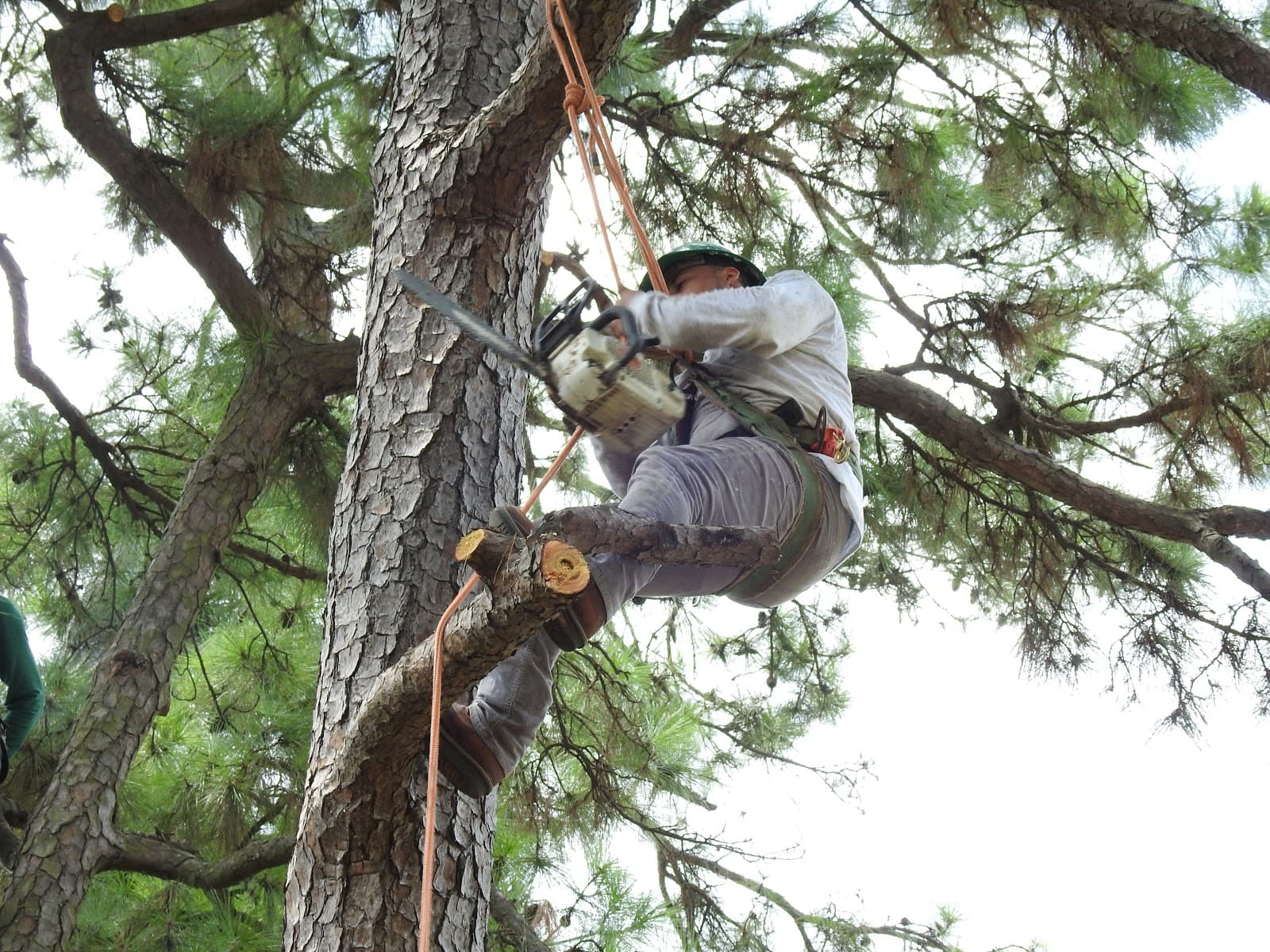 Arbor Pro The Tree Experts