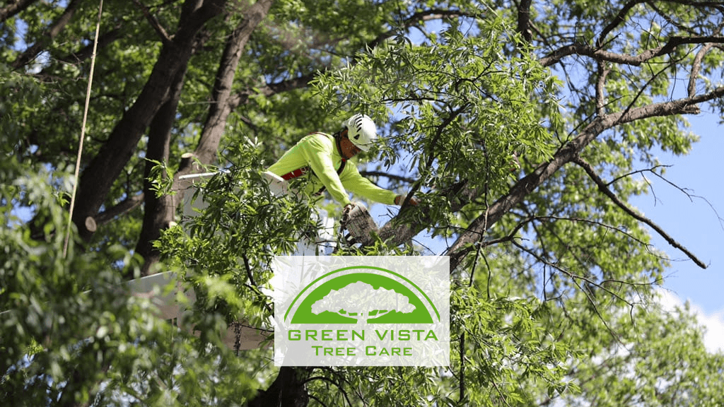 Green Vista Tree Care