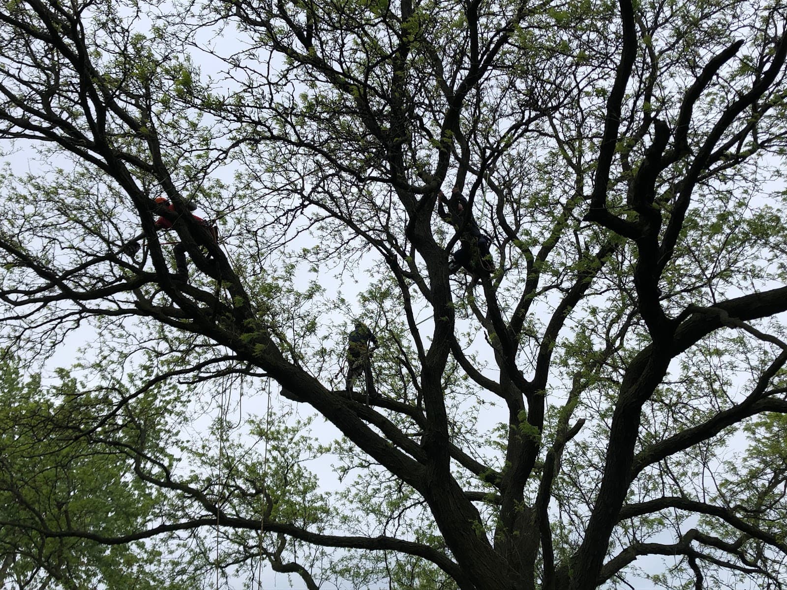 Paulo & Sons Tree Services Inc