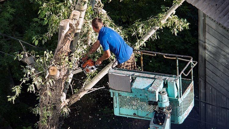 Grove Tree Service & Landscaping