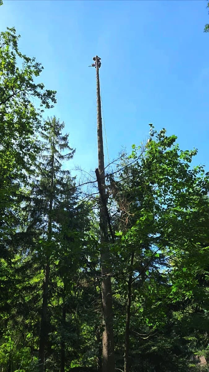 EVG Tree Removal Service