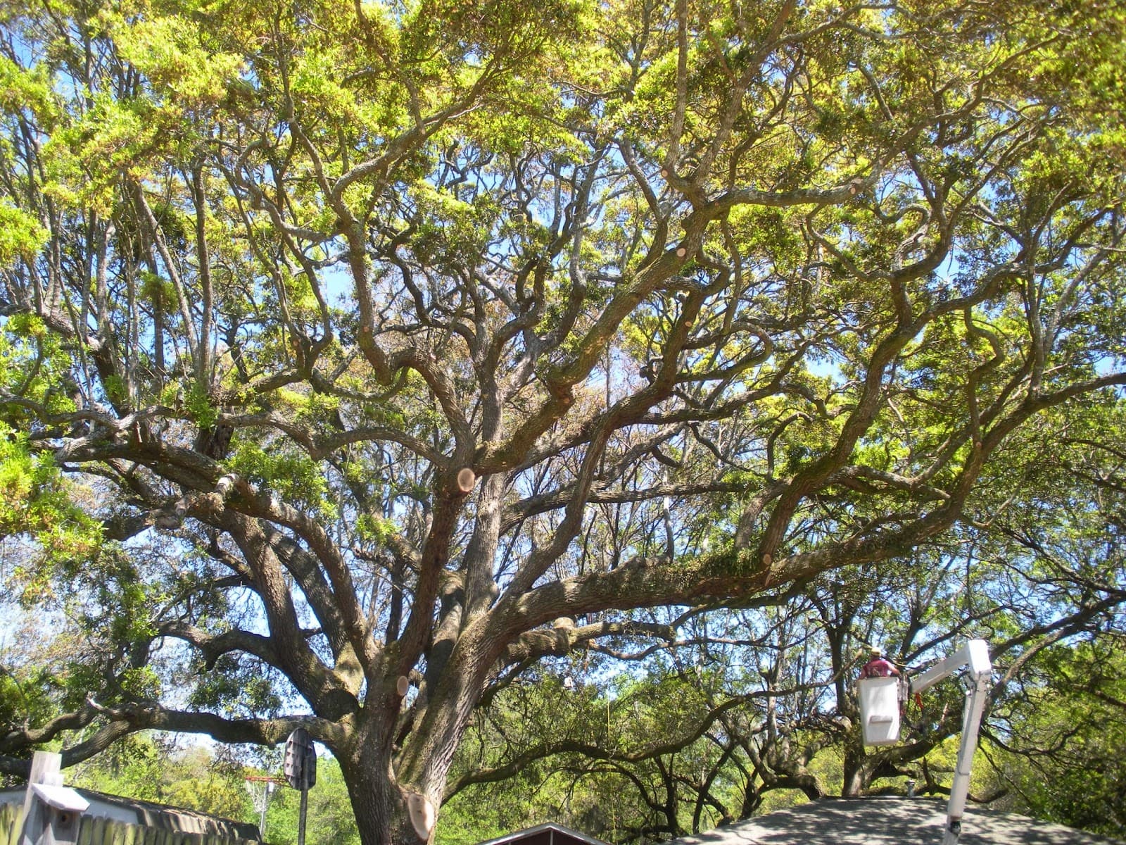 Charleston Stump Stompers & Tree Service