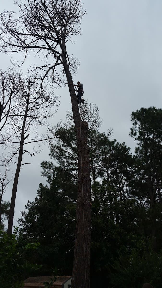 Valdosta Tree Service LLC