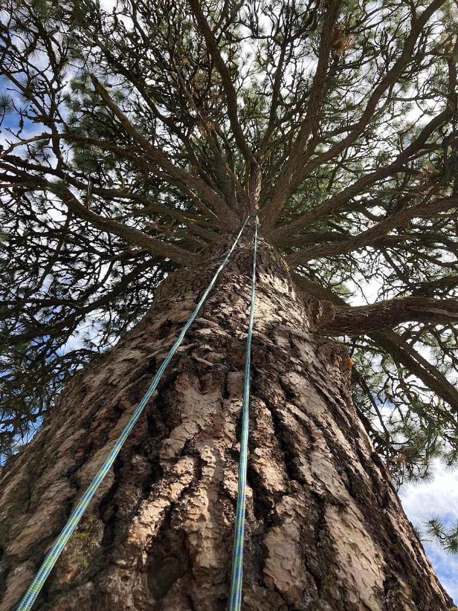 Lake Fork Tree Professionals