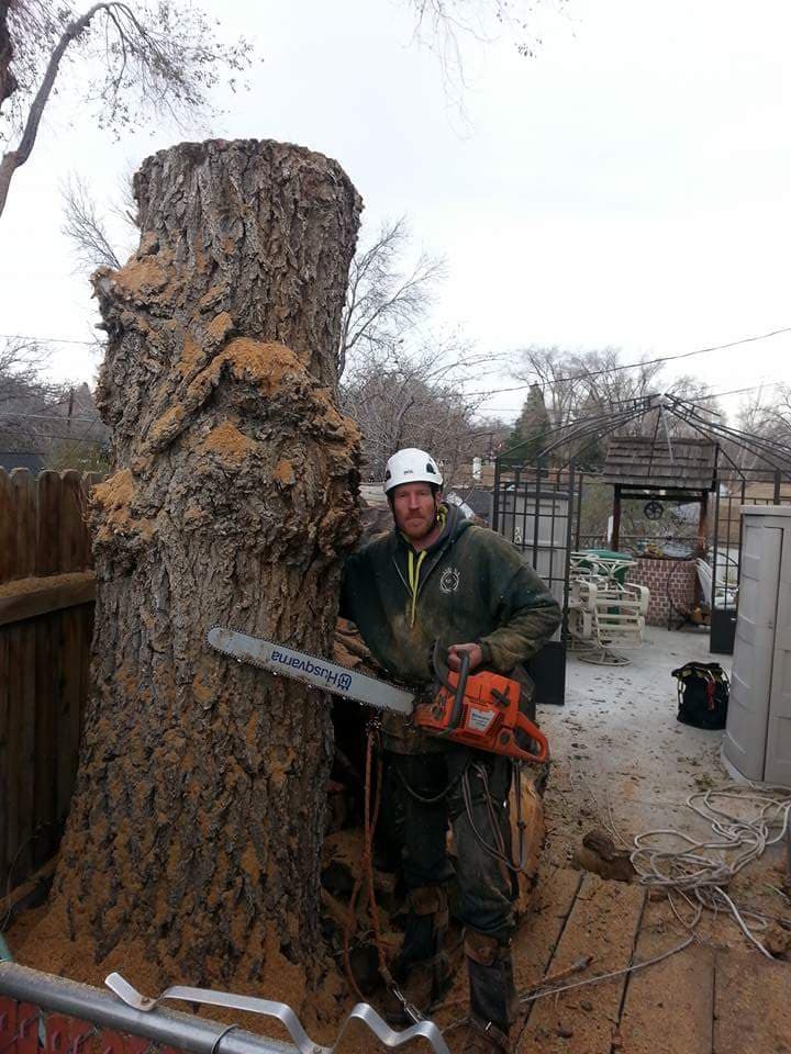 The Tree Professional